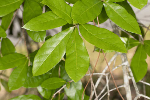 Quercus hemisphaerica #4